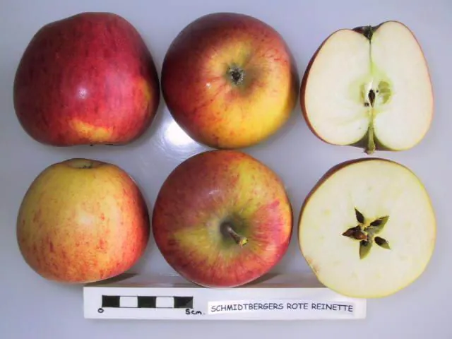 Schmidtbergers Rote Reinette, photo 1