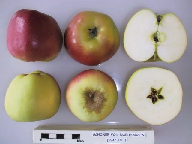 Schoner von Nordhausen, photo 1