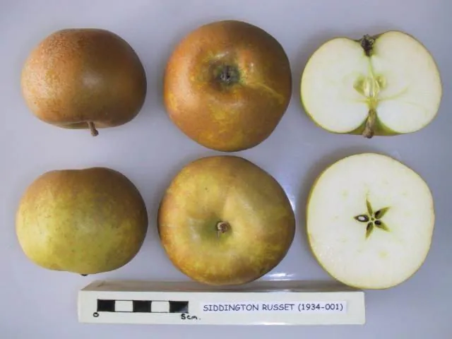 Siddington Russet, photo 1