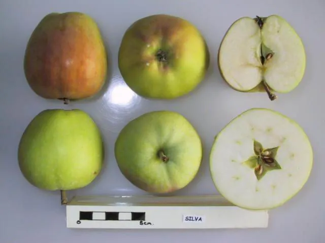 Silva, photo 1