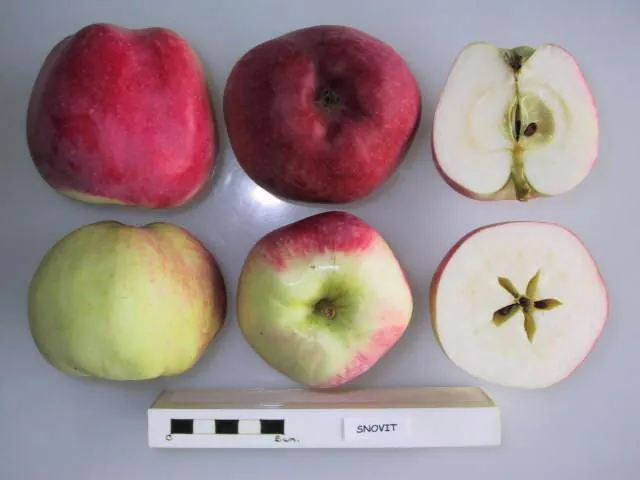 Snovit, photo 1