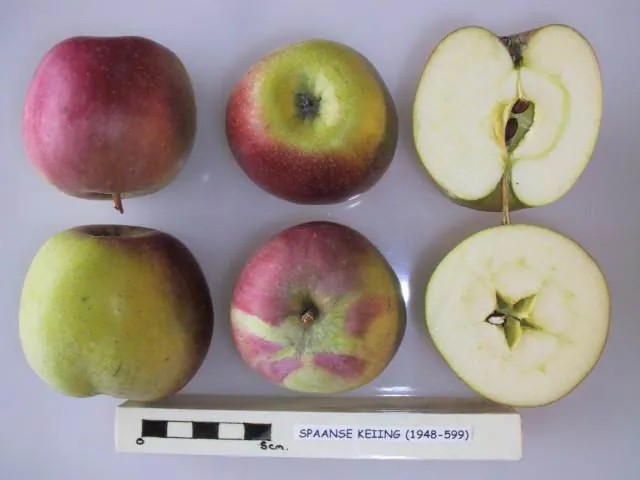 Spaanse Keiing, photo 1