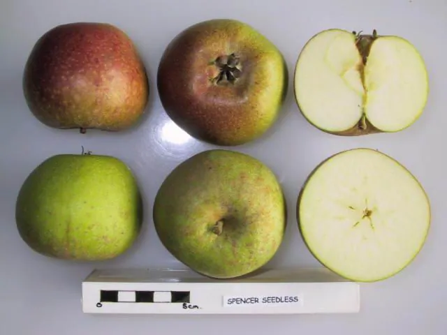 Spencer Seedless, photo 1