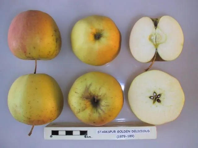Starkspur Golden Delicious, photo 1