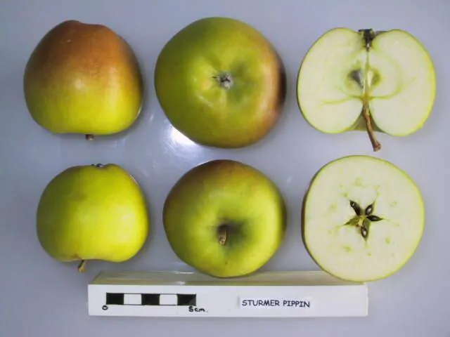Sturmer Pippin, photo 1