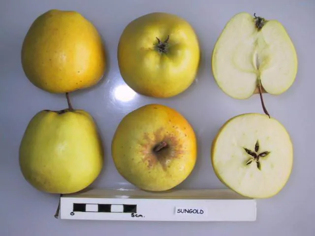 Sungold, photo 1