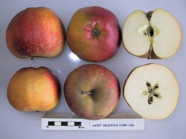 Sweet Delicious, photo 1