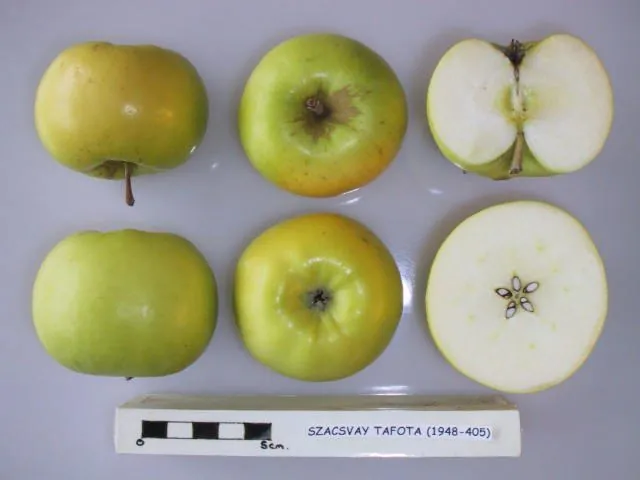 Szacsvay Tafota, photo 1