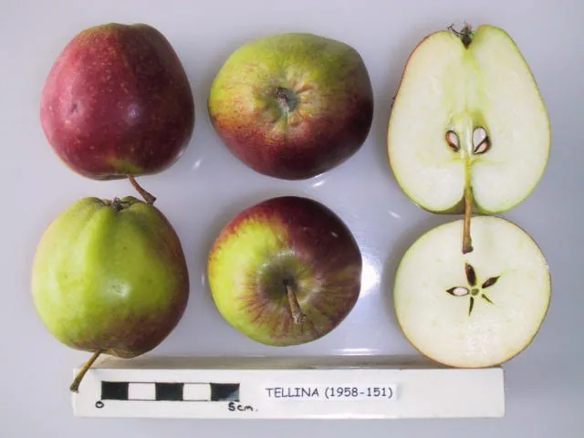 Tellina, photo 1