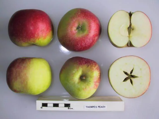 Thorpe's Peach, photo 1
