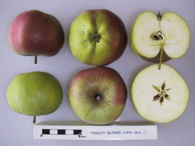 Tinsley Quince, photo 1