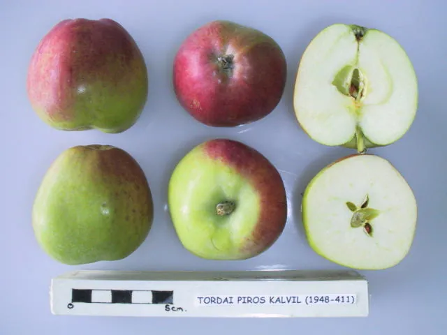 Tordai Piros Kalvil, photo 1