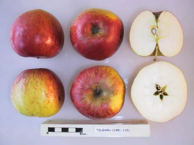 Tsugaru fruit