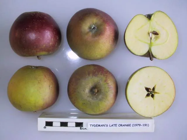 Tydeman's Late Orange, photo 1