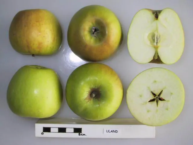 Uland, photo 1