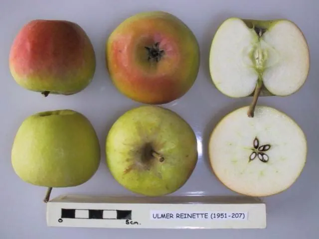 Ulmer Reinette, photo 1