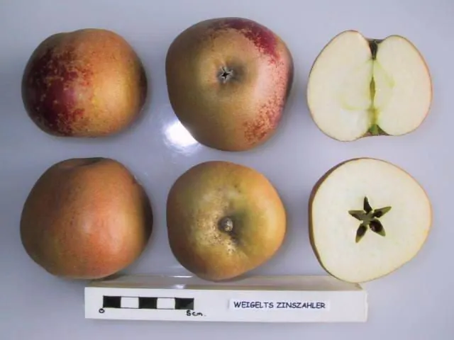Weigelts Zinszahler, photo 1