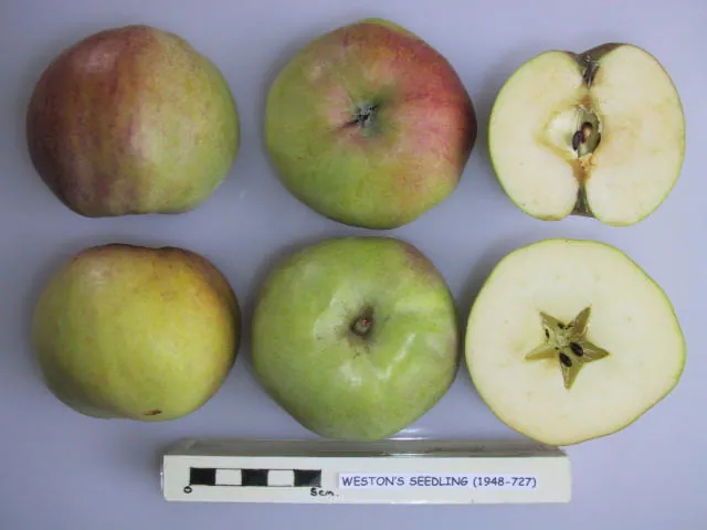 Weston's Seedling, photo 1