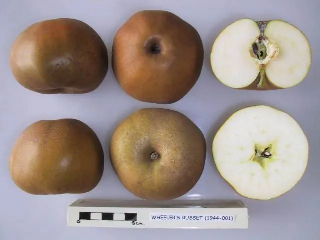 Wheeler's Russet, photo 1