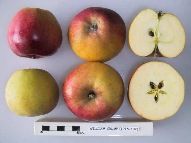 William Crump fruit