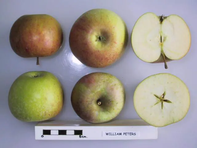 William Peters, photo 1