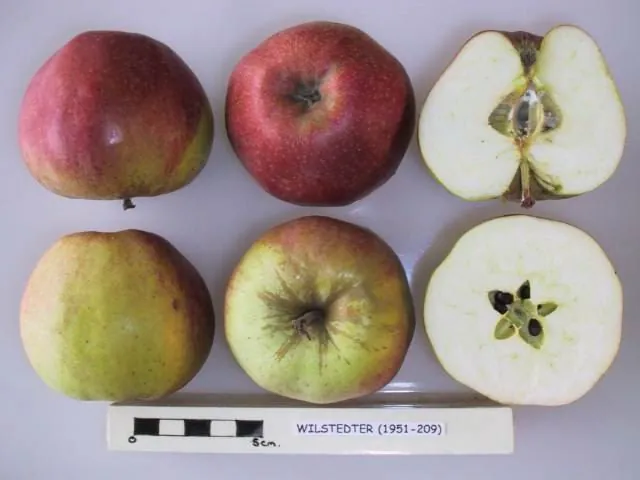 Wilstedter, photo 1