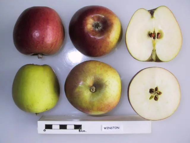 Winston fruit