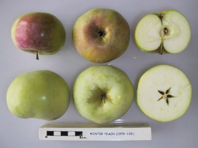 Winter Peach, photo 1