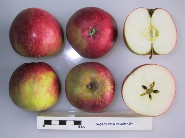 Worcester Pearmain, photo 1