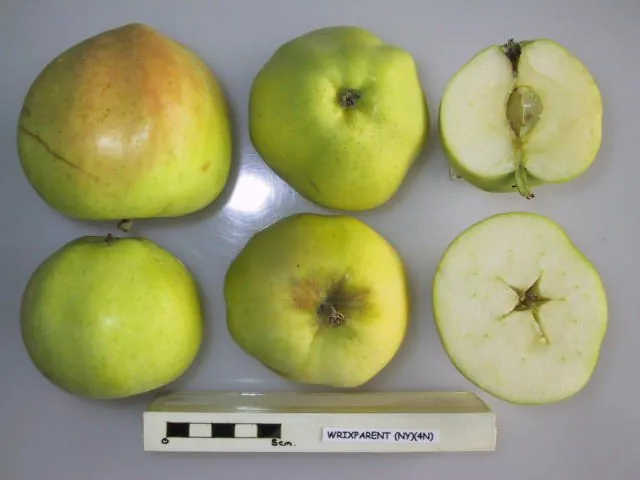 Wrixparent, photo 1