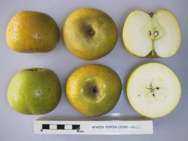 Wyken Pippin, photo 1