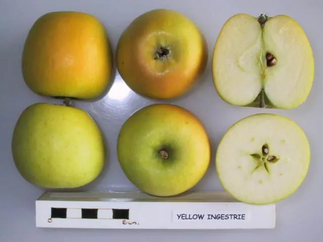 Yellow Ingestrie, photo 1