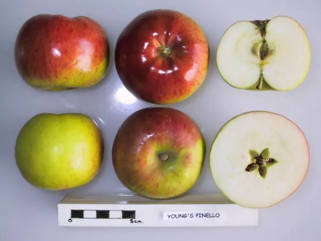 Young's Pinello, photo 1