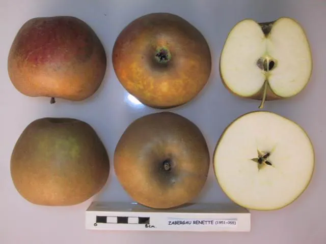 Zabergau Renette, photo 1