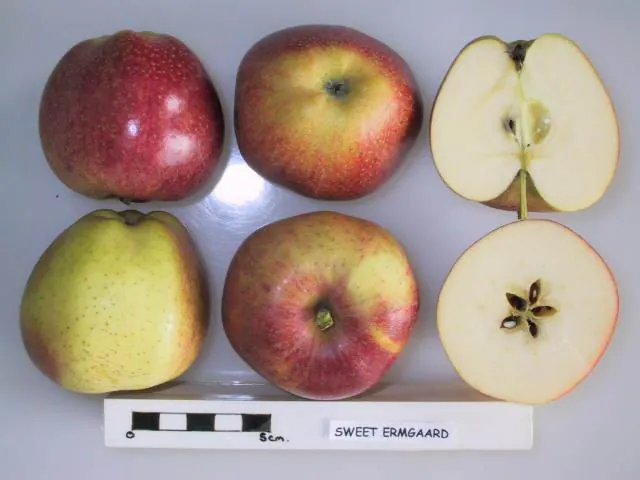 Zoete Ermgaard fruit
