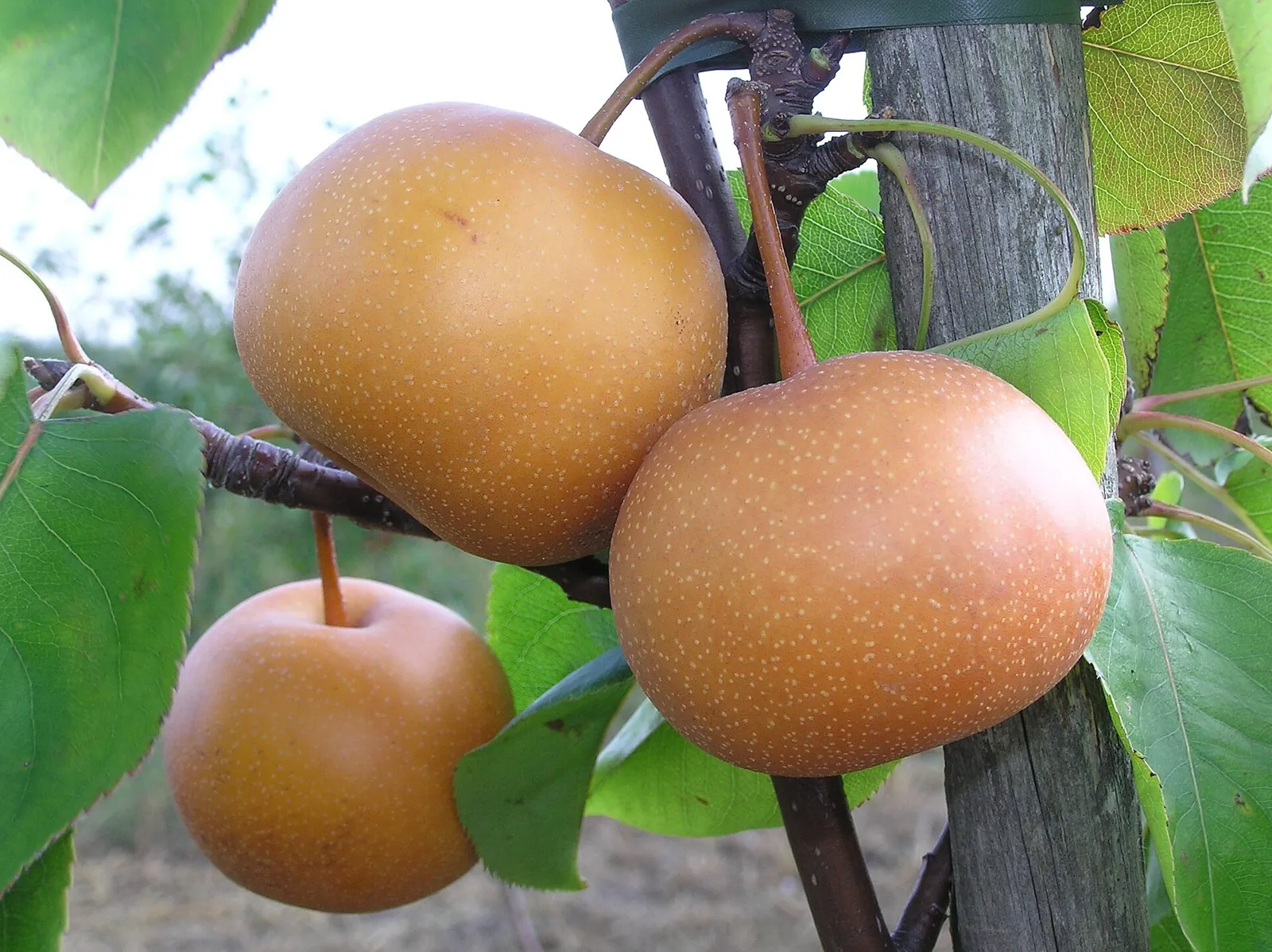 Chojuro fruit