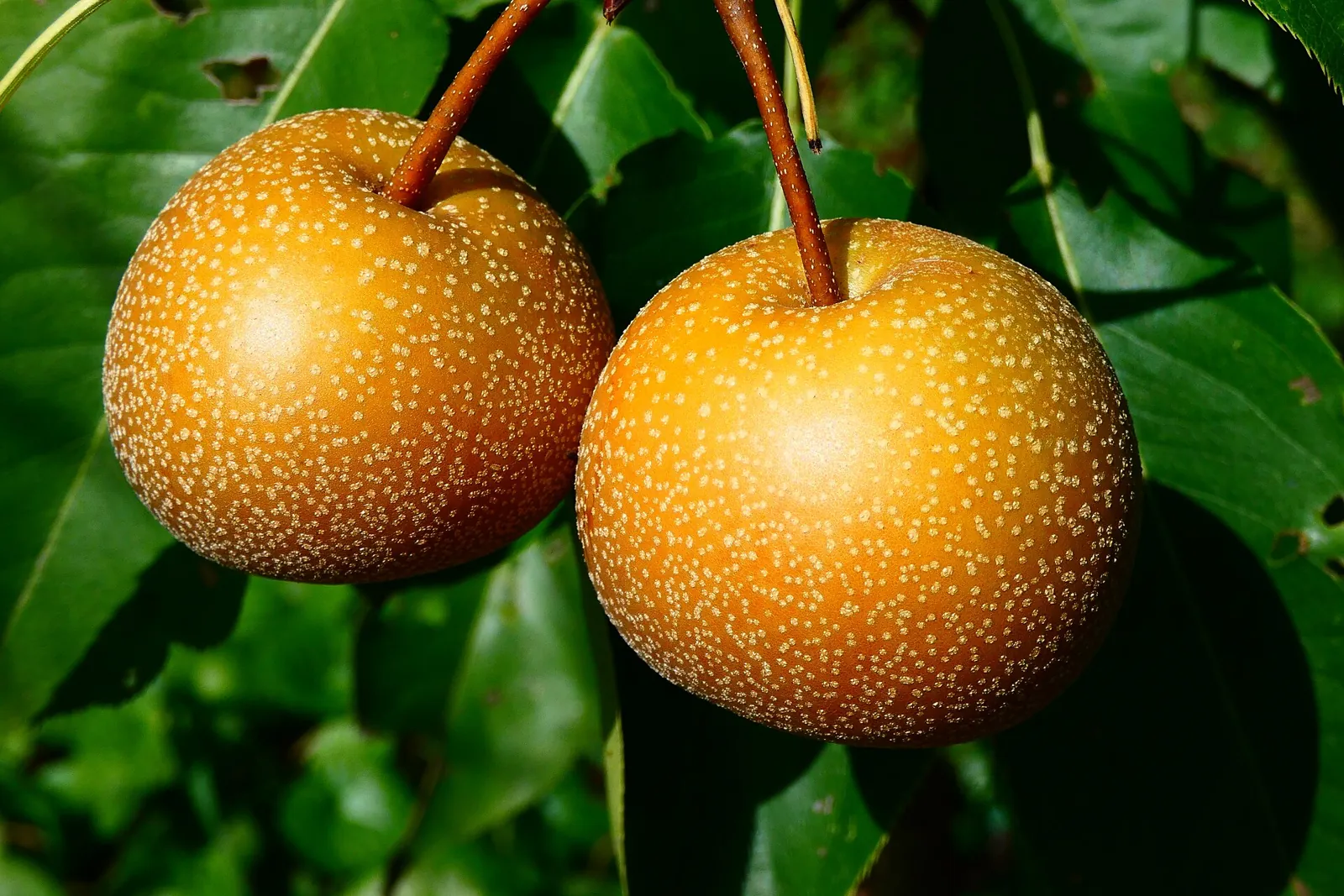Hosui fruit