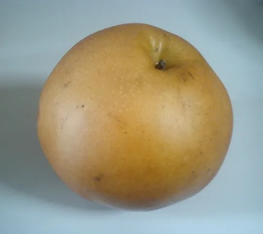 Niitaka fruit