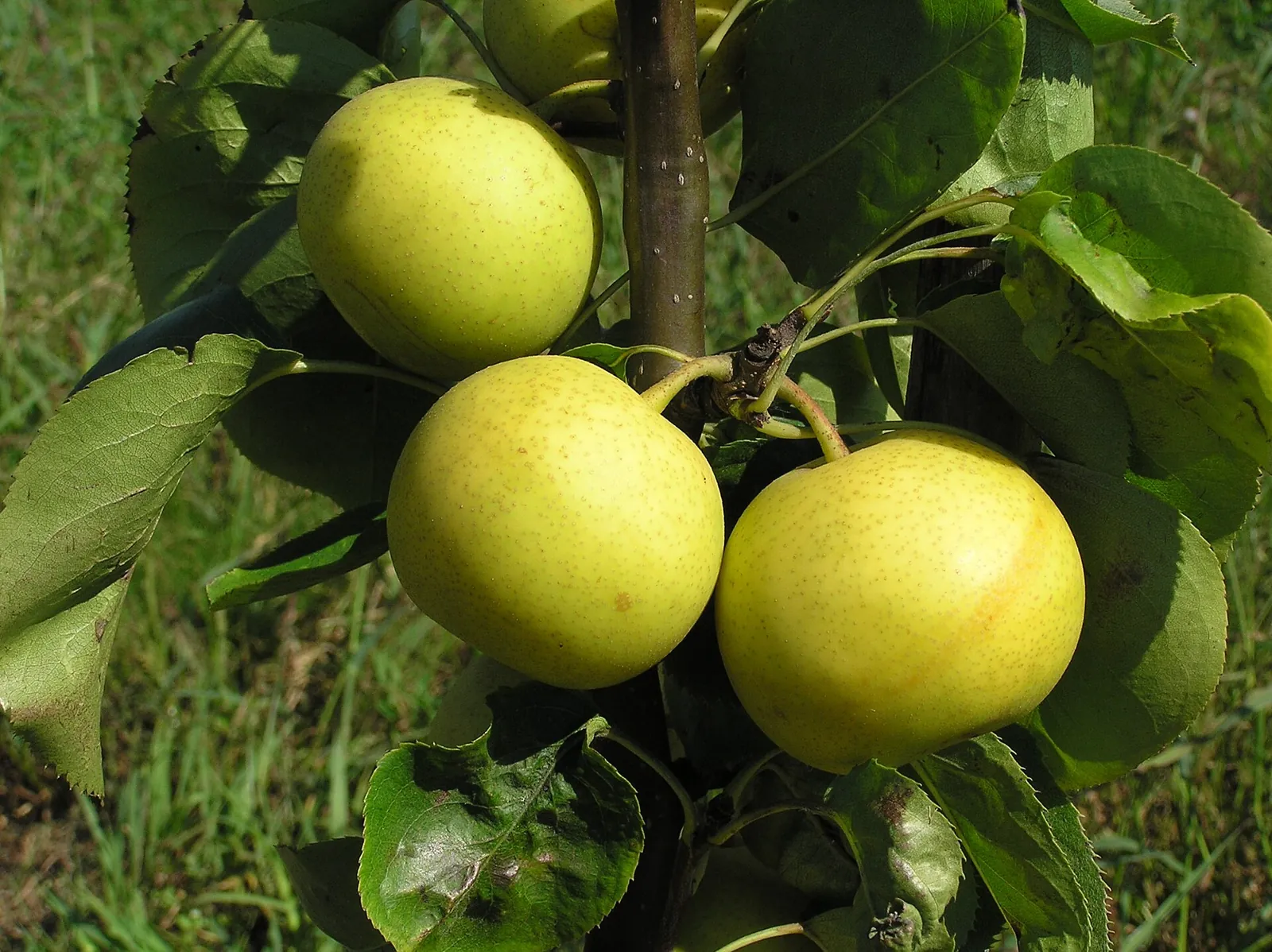 Shinseiki fruit