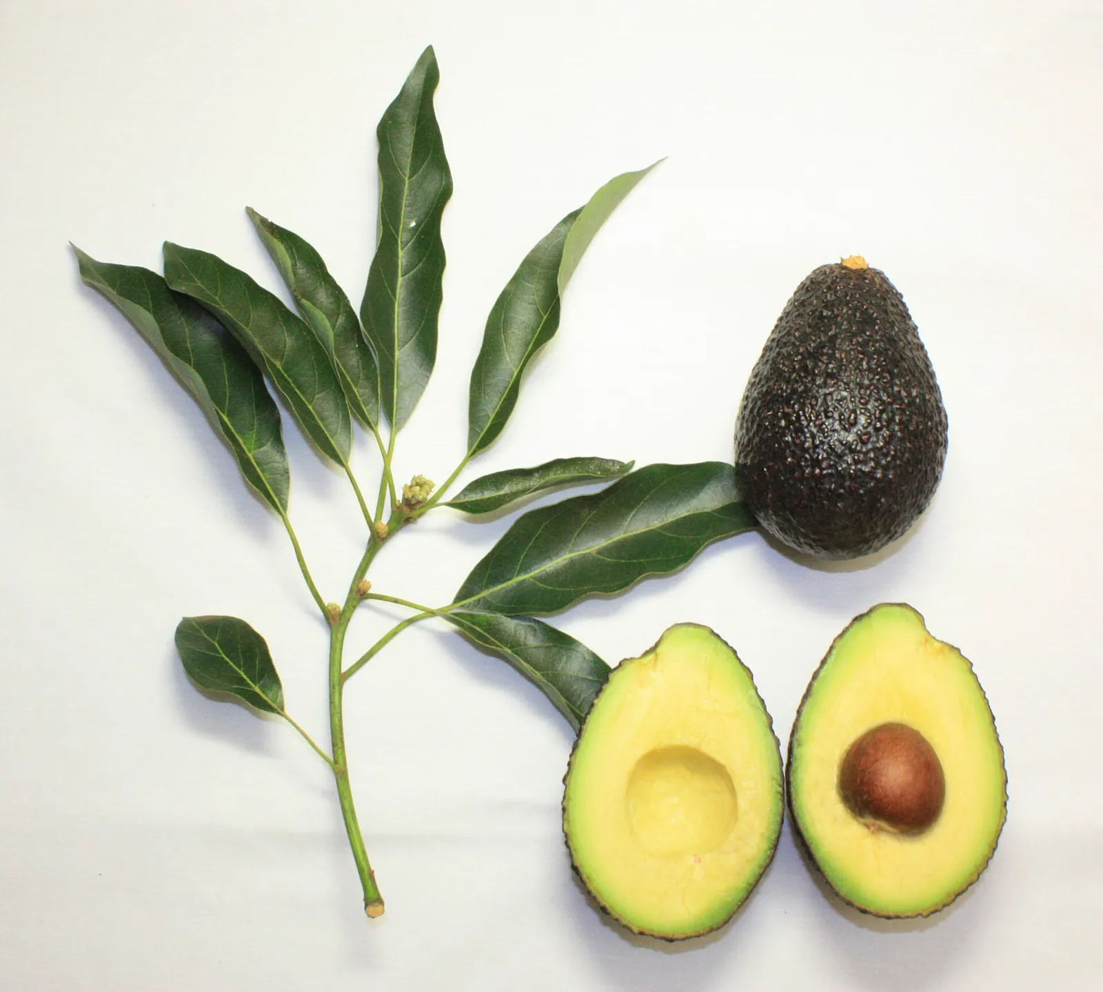 Maluma fruit