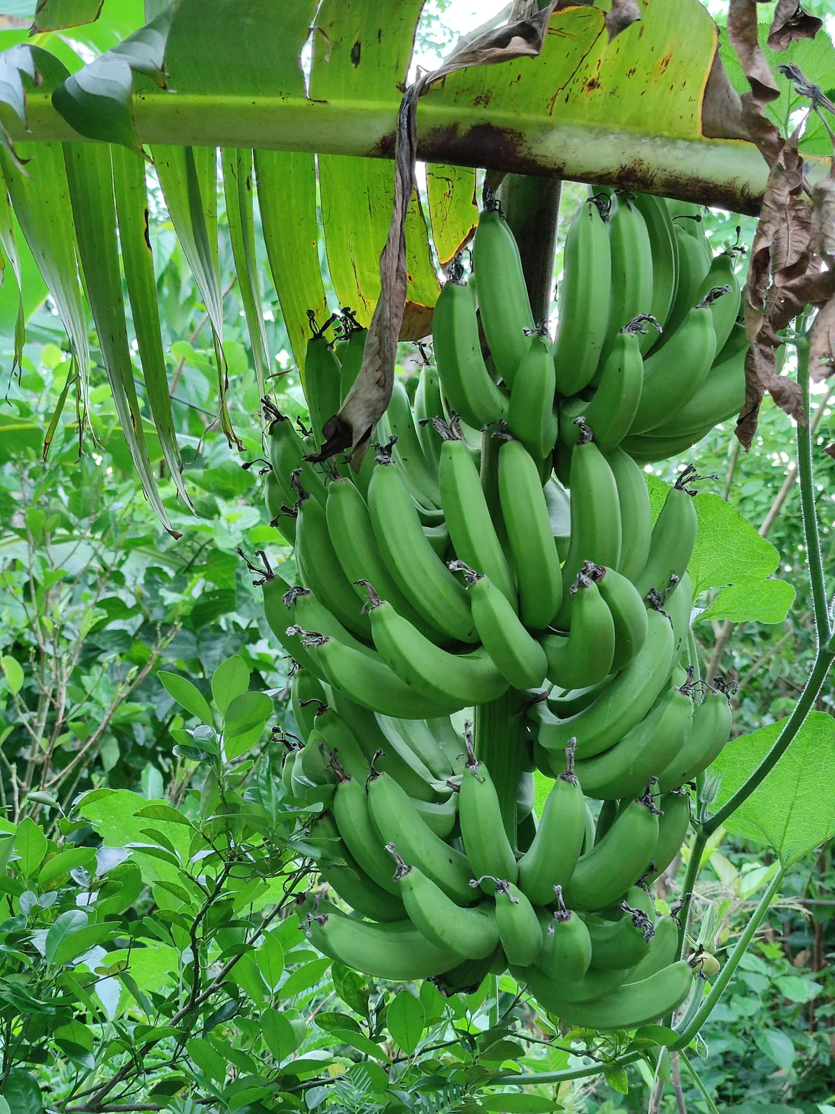 Buñgulan fruit