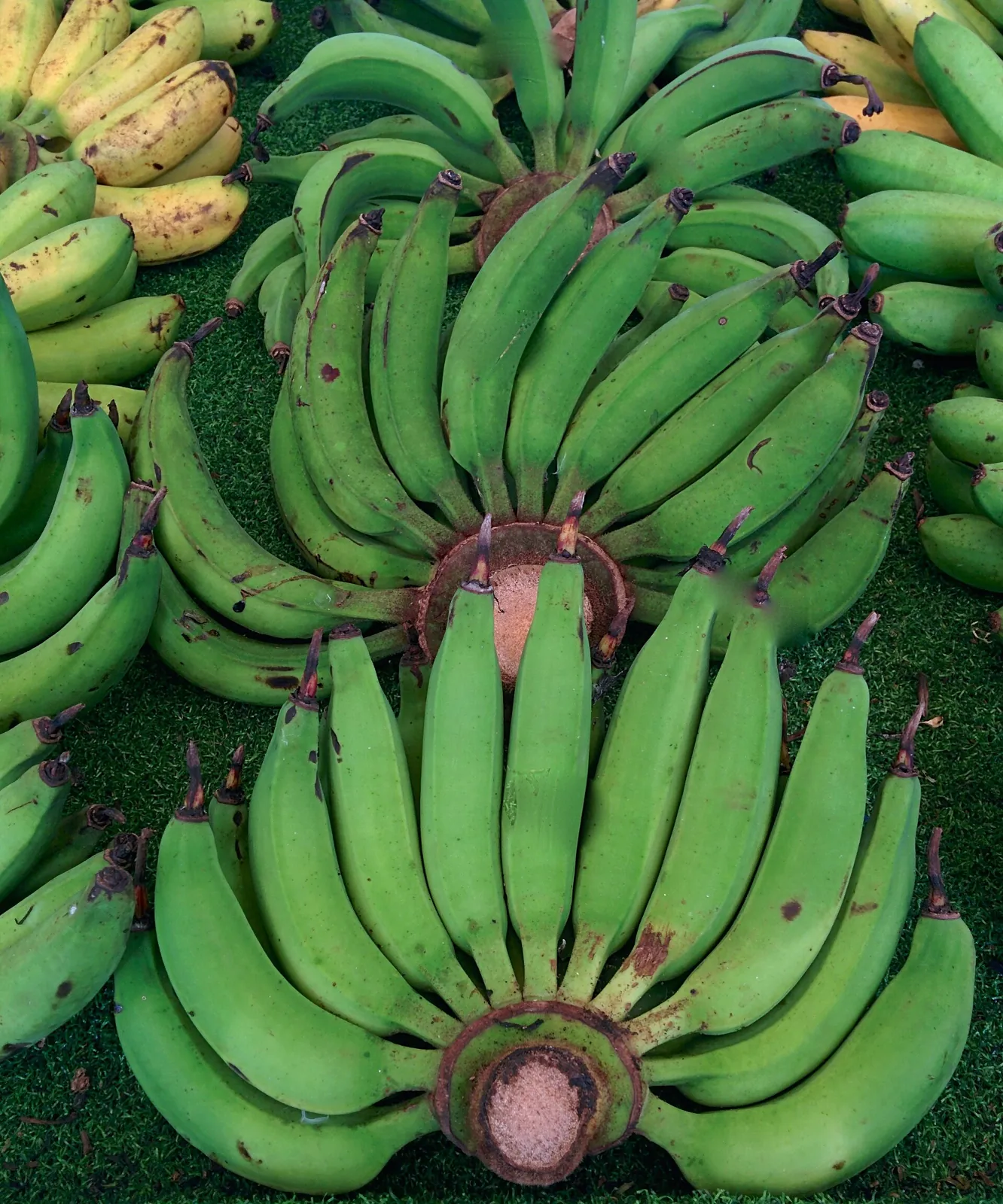 Kluai Lep Mu Nang fruit