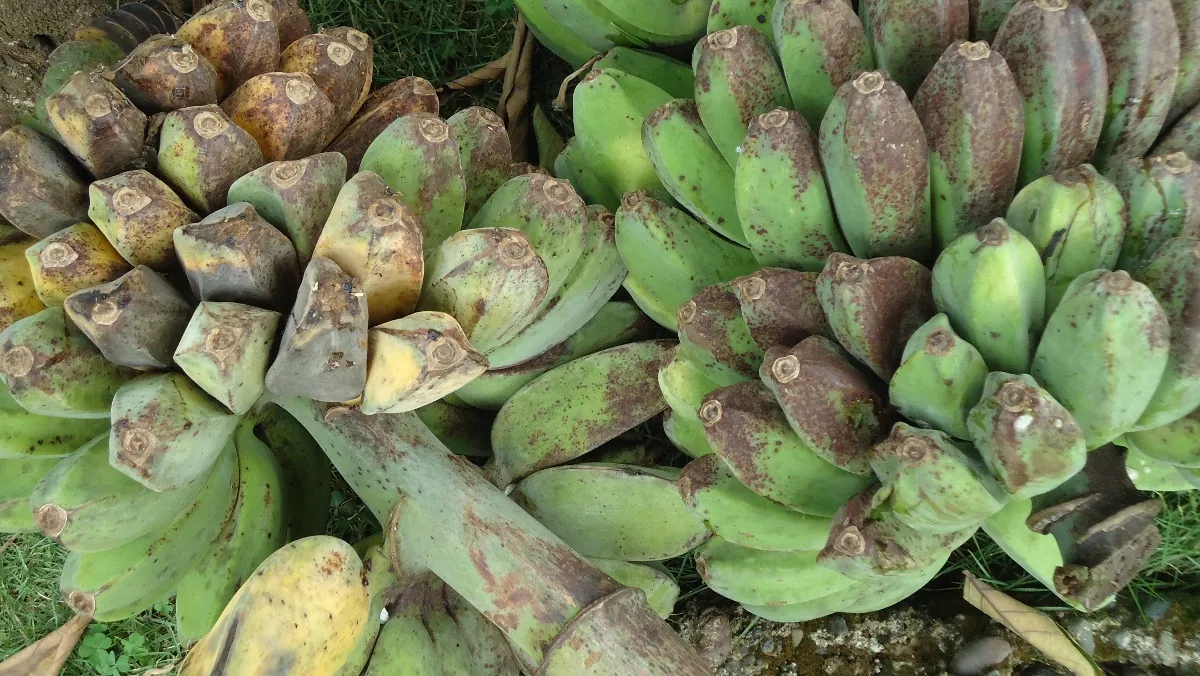 Saba fruit