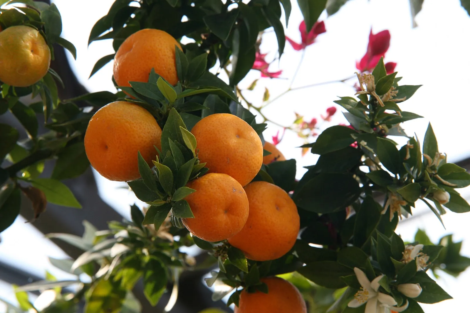 Chinotto fruit