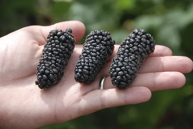 Columbia Giant fruit