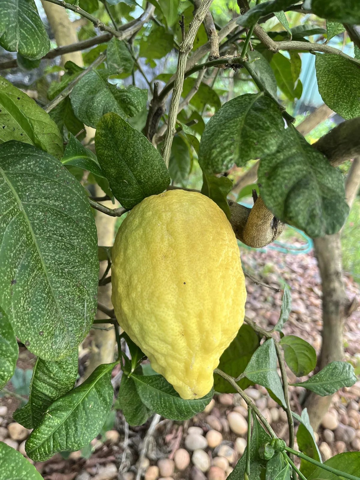 Diamante fruit