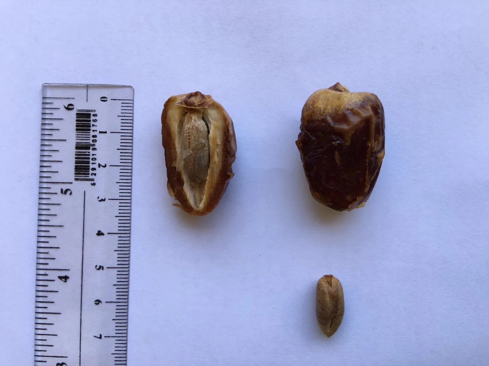 Ashrasi fruit