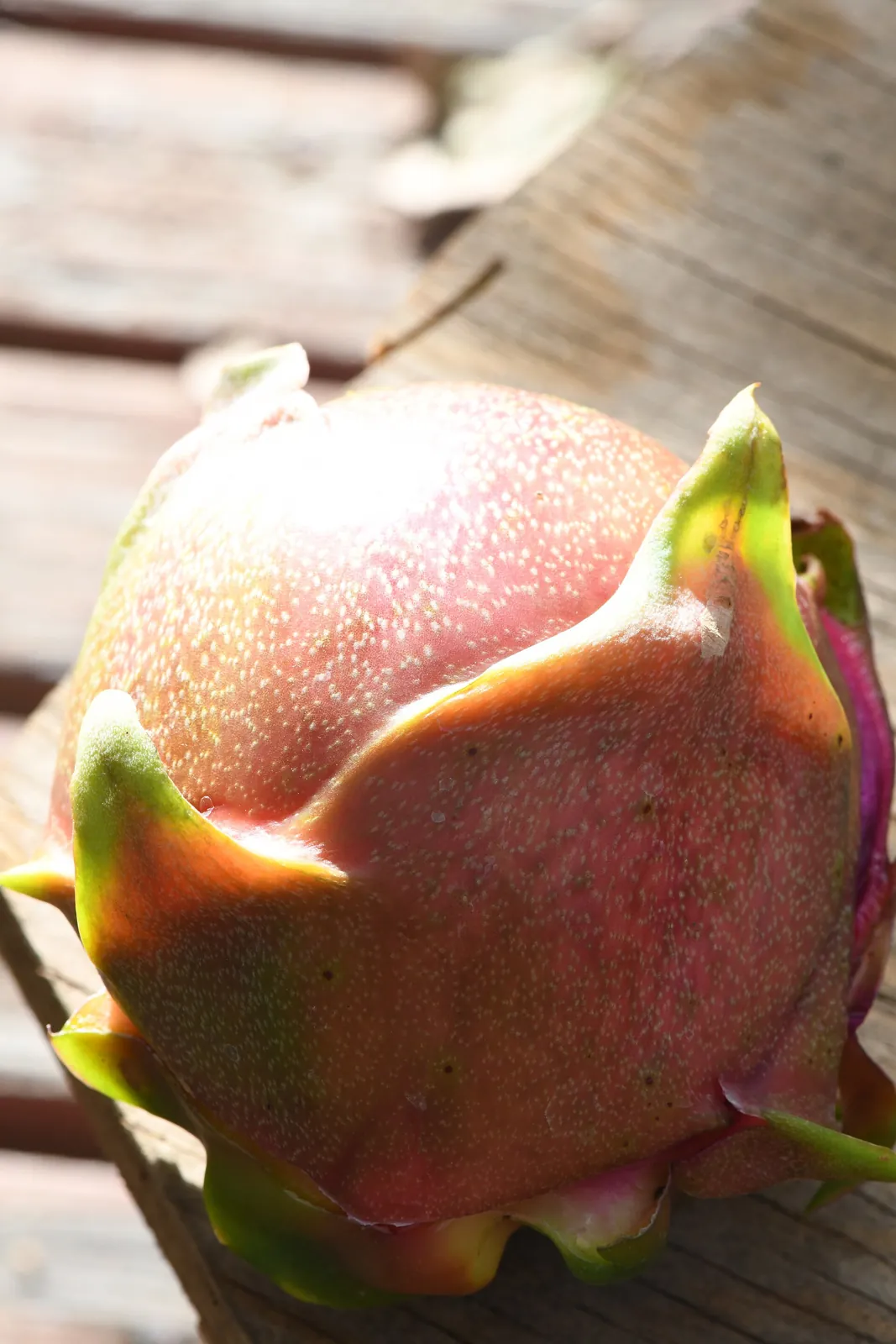 Delight fruit