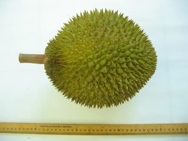 D24 fruit