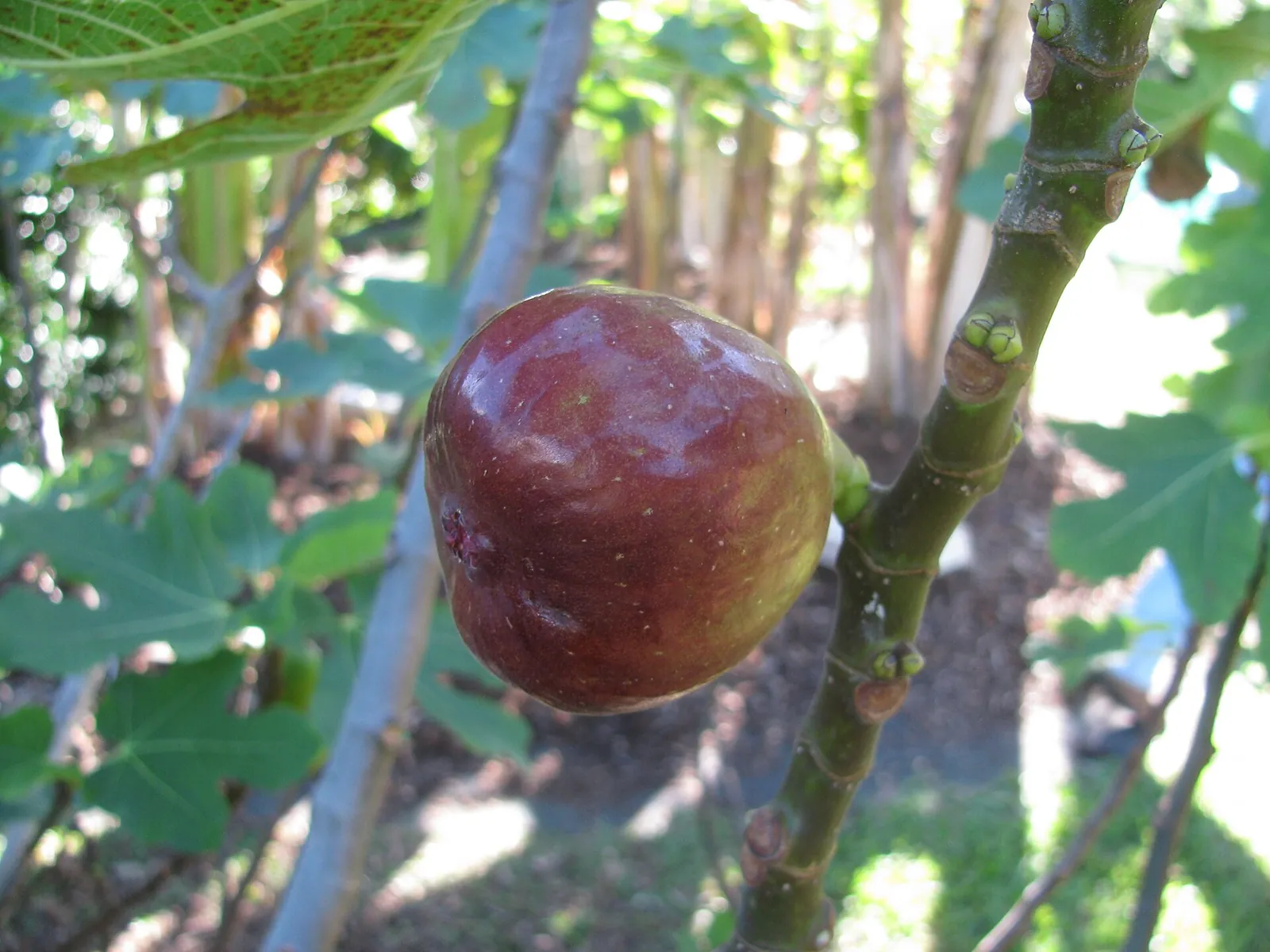 Brown Turkey fruit